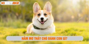 mơ thấy chó đánh con gì